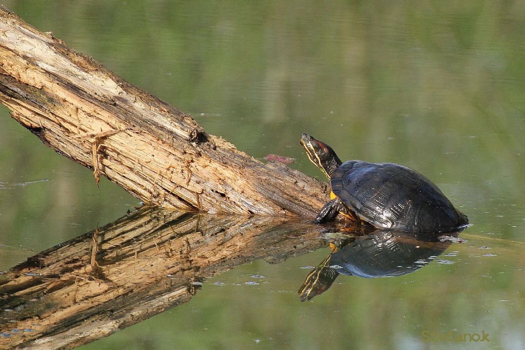 Continua l''invasione di Trachemys scripta !!!!!